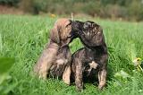 FILA BRASILEIRO 177